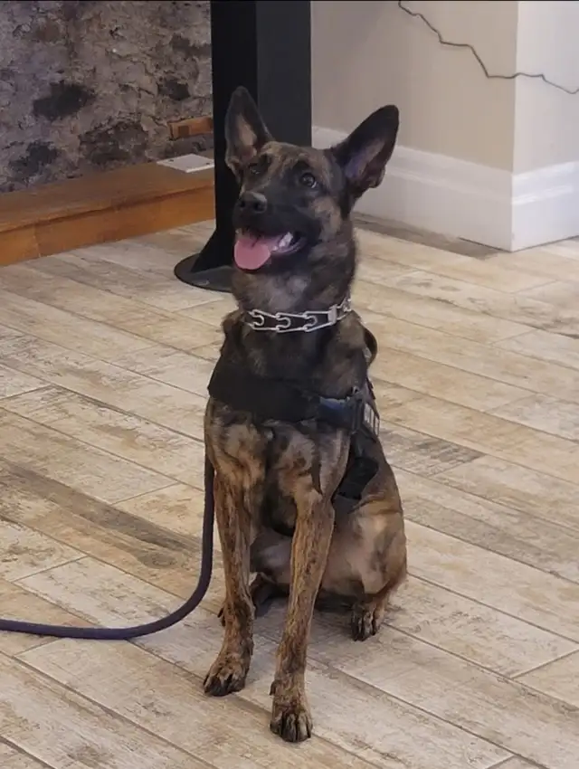 Dog Training Service - Photo 4