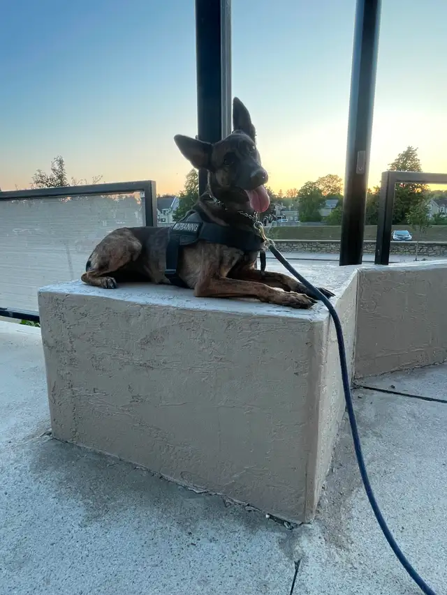 Dog Training Service - Photo 5