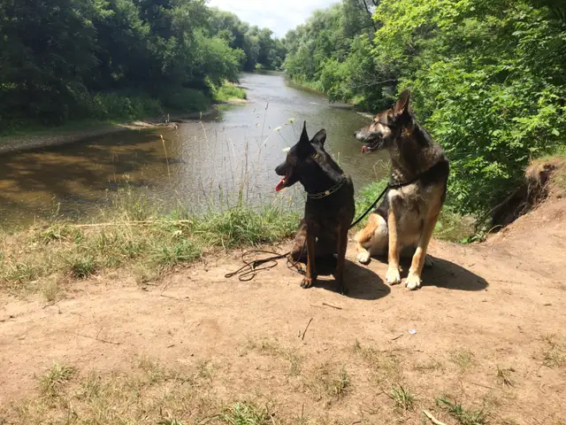 Dog Training Service - Photo 6