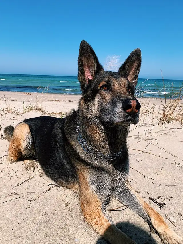 Dog Training Service - Photo 7