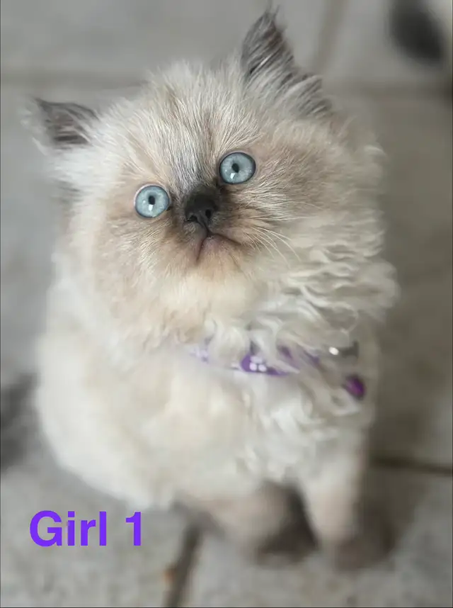 gorgeous Himalayan Persian kittens