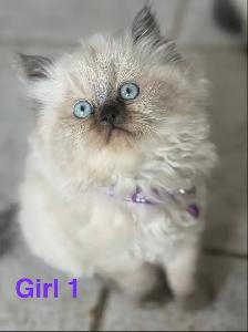 gorgeous Himalayan Persian kittens