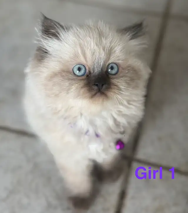 gorgeous Himalayan Persian kittens - Photo 2