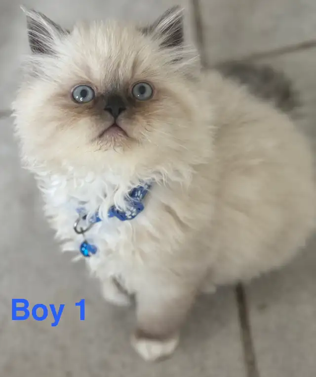 gorgeous Himalayan Persian kittens - Photo 5