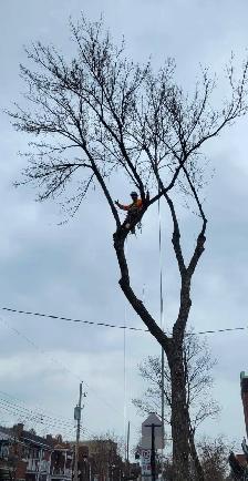 Élagage, abattage, émondage