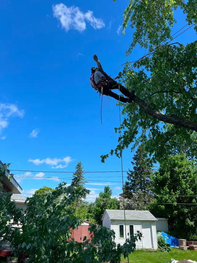 Élagage, abattage, émondage - Photo 3