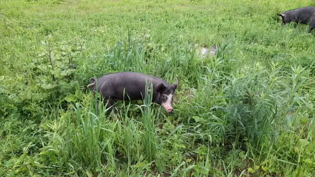 porc Berkshire en saison