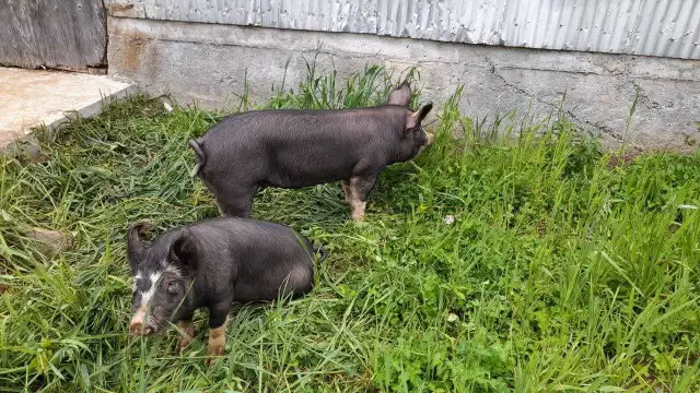 porc Berkshire en saison - Photo 2