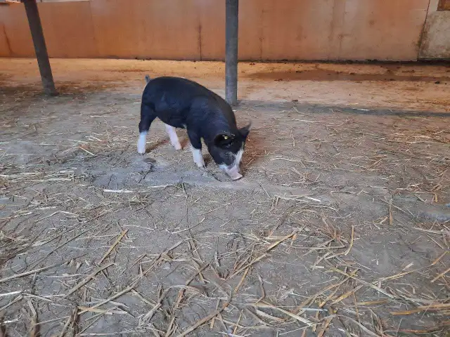 porc Berkshire en saison - Photo 3