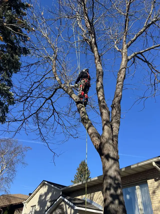Arboriculteur-élagueur