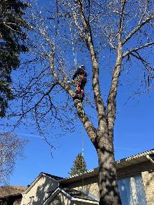 Arboriculteur-élagueur