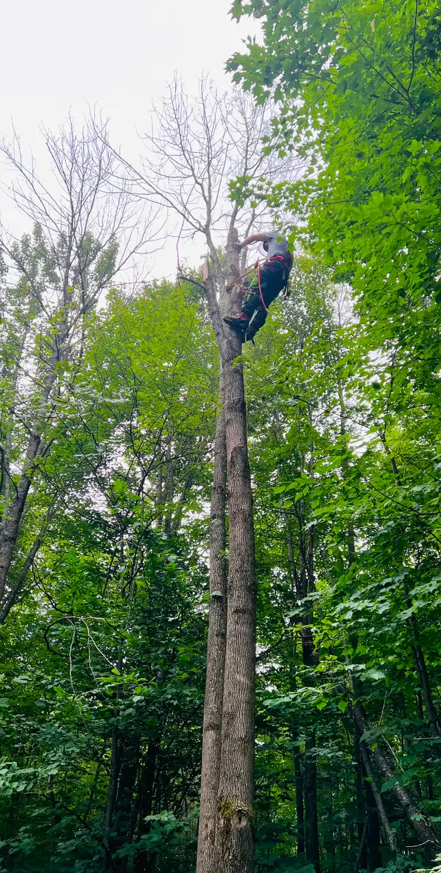 Arboriculteur-élagueur - Photo 2