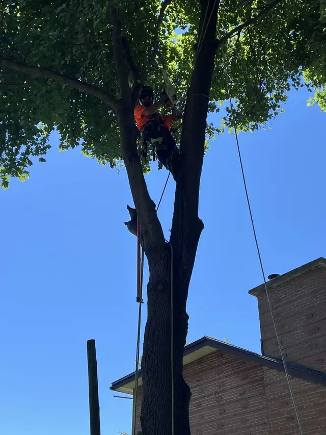 Arboriculteur-élagueur - Photo 4
