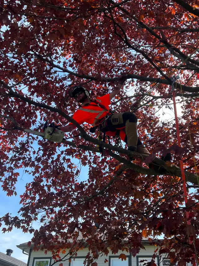 Arboriculteur-élagueur - Photo 5