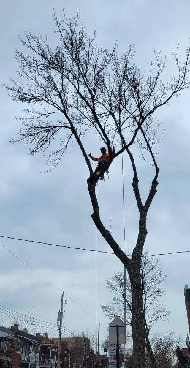 Arboriculteur-élagueur - Photo 6