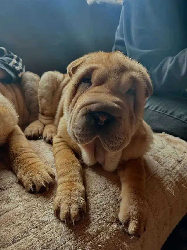 Sharpei Puppies