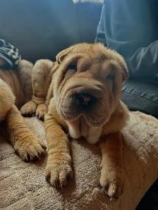Sharpei Puppies