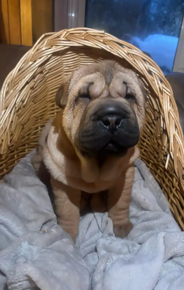 Sharpei Puppies - Photo 2