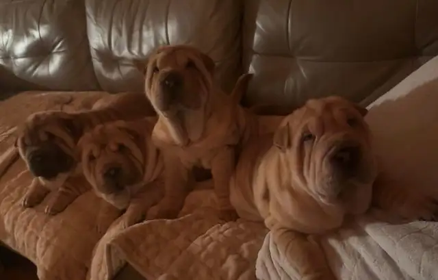 Sharpei Puppies - Photo 3