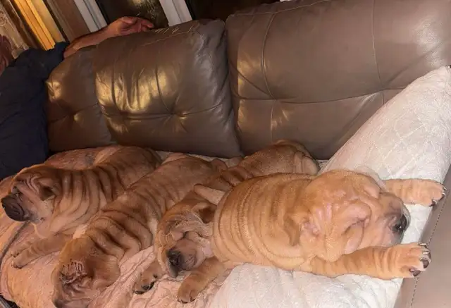 Sharpei Puppies - Photo 4