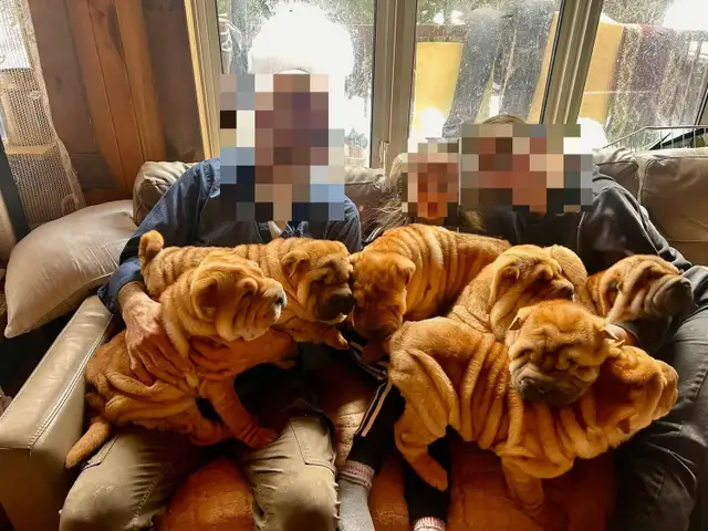 Sharpei Puppies - Photo 5