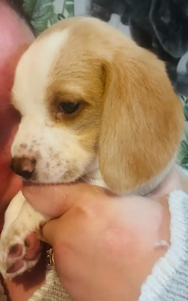 Timara & Mike Beagles