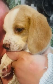 Timara & Mike Beagles