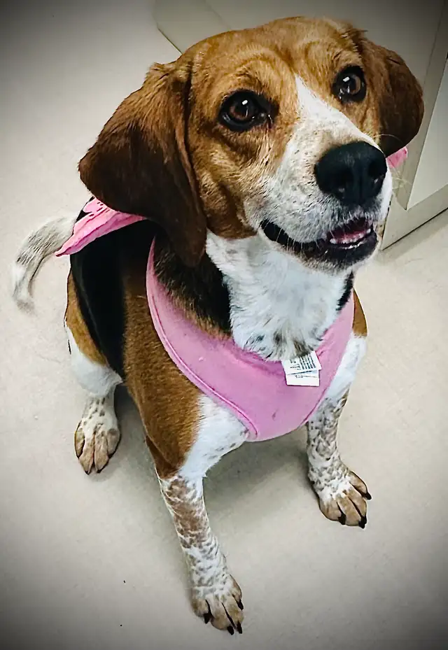 Timara & Mike Beagles - Photo 2