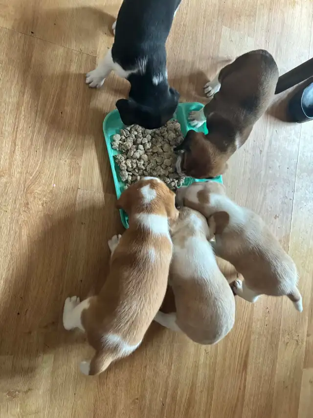 Timara & Mike Beagles - Photo 3