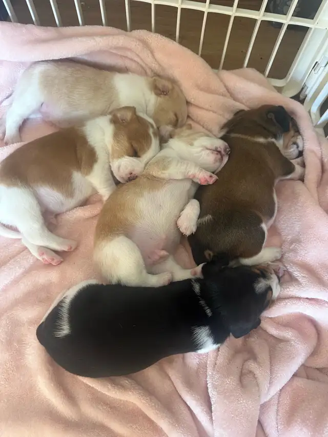 Timara & Mike Beagles - Photo 4