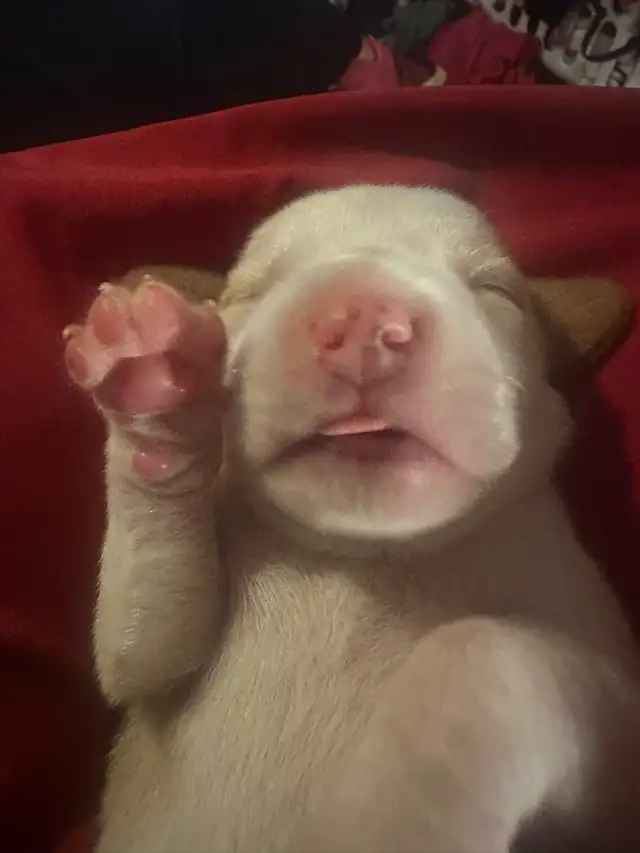 Timara & Mike Beagles - Photo 5