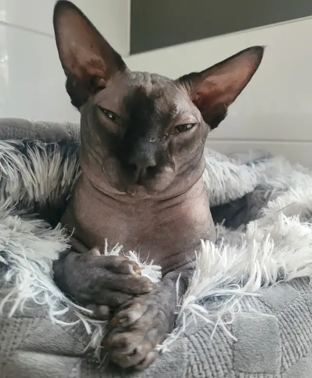 Chat sphynx  non castre a vendre