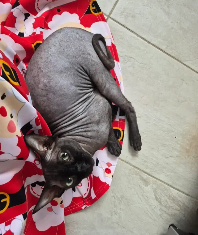 Chat sphynx  non castre a vendre - Photo 2