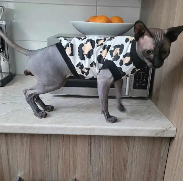 Chat sphynx  non castre a vendre - Photo 3