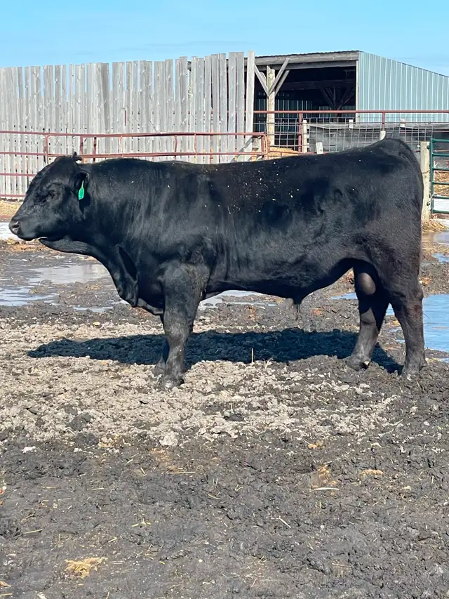 Two year old bulls - Photo 2