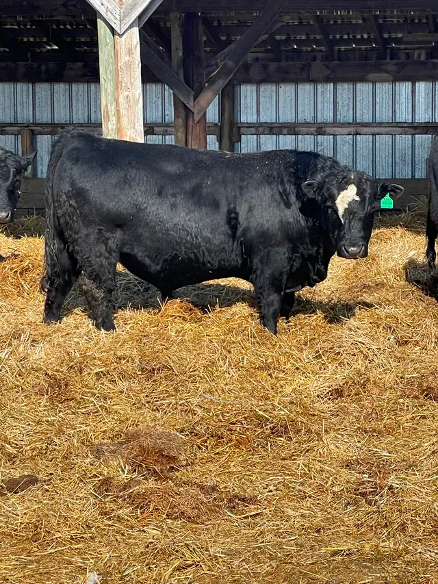Two year old bulls - Photo 3