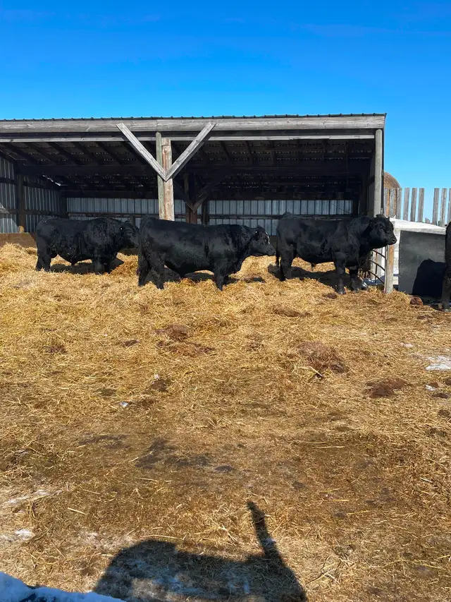 Two year old bulls - Photo 4