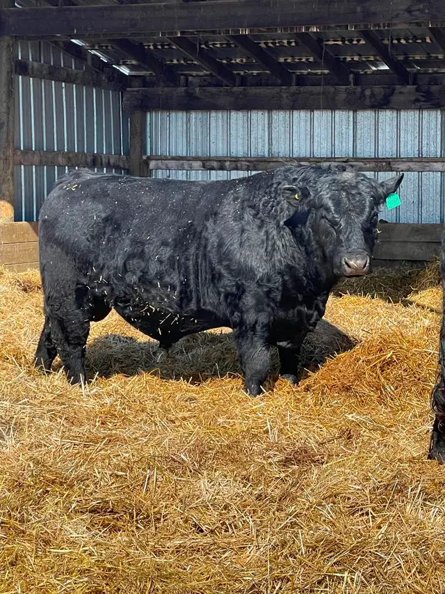 Two year old bulls - Photo 5