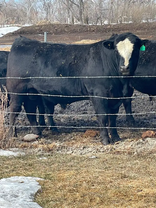 Two year old bulls - Photo 6