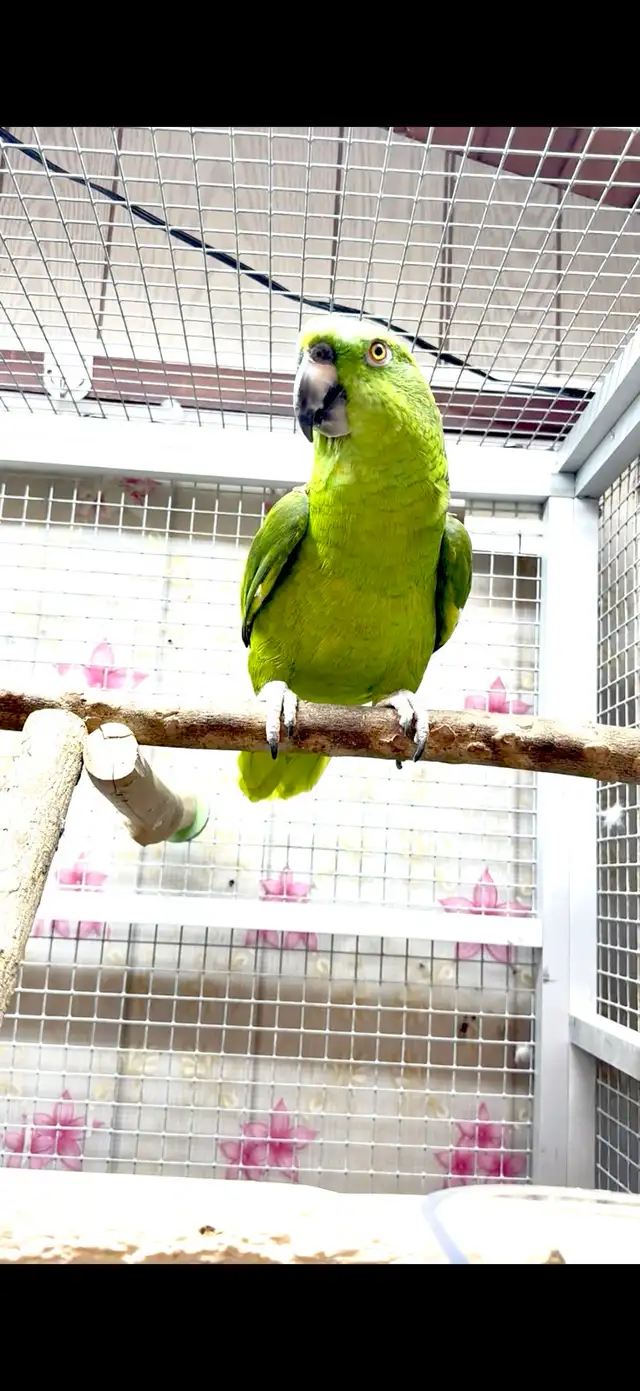 Female Amazon - Photo 4