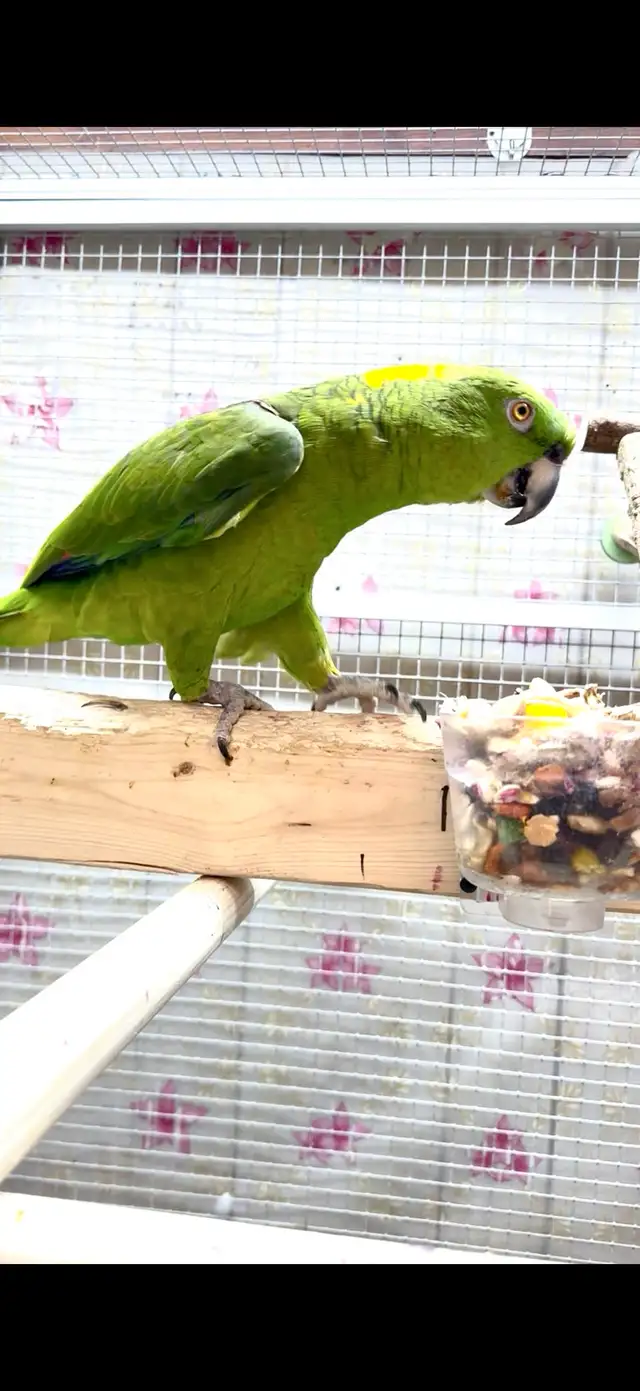 Female Amazon - Photo 5