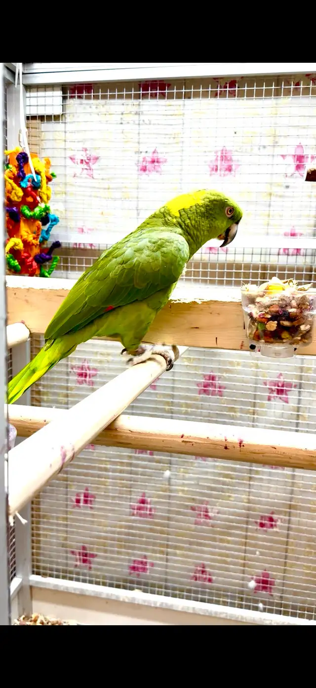 Female Amazon - Photo 7