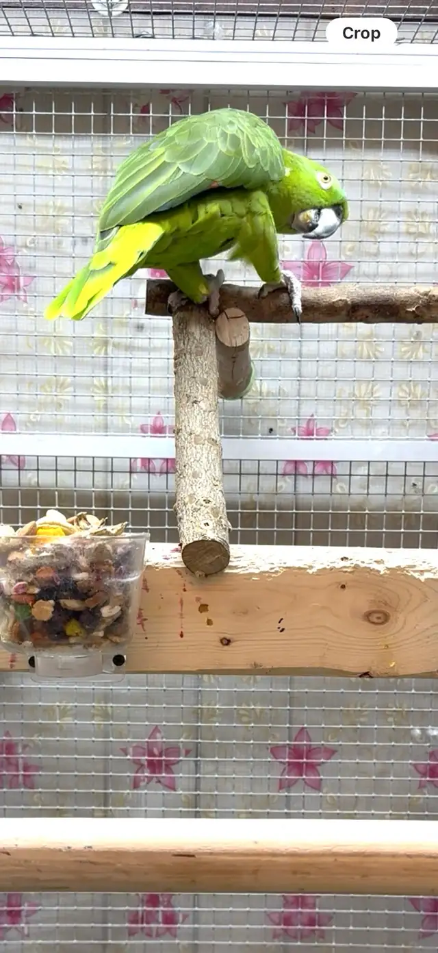 Female Amazon - Photo 8