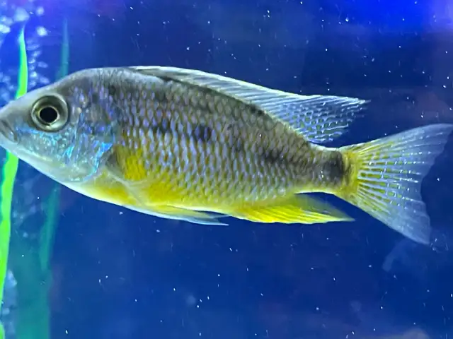 African cichlid yellow Belly