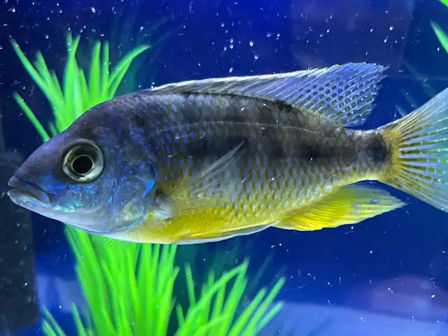 African cichlid yellow Belly - Photo 2