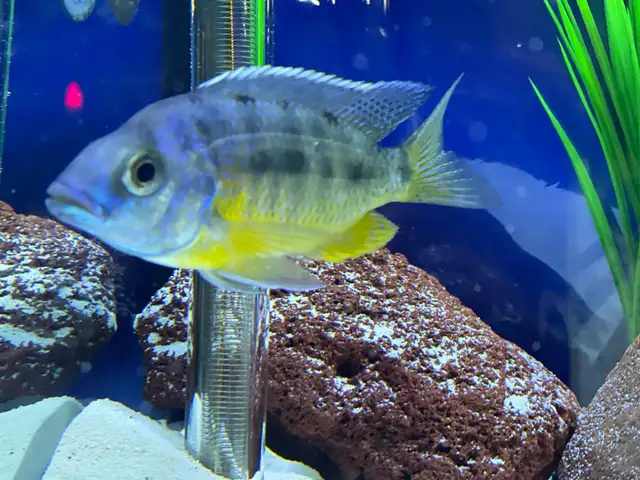 African cichlid yellow Belly - Photo 3