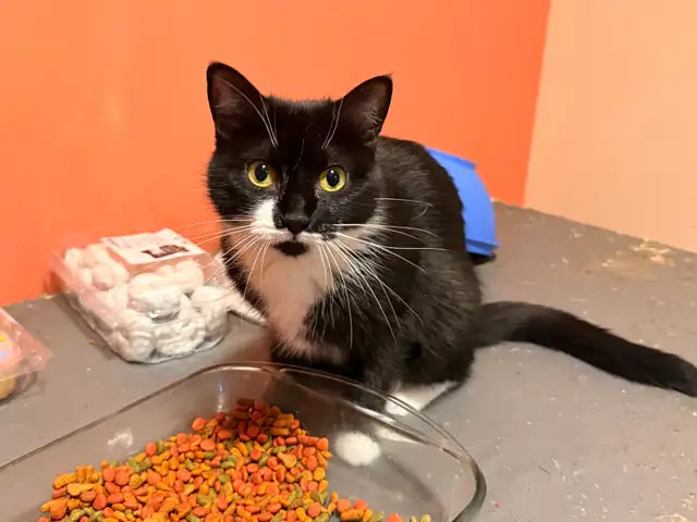 rehoming cats. TXT ONLY plz