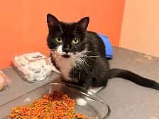 rehoming cats. TXT ONLY plz