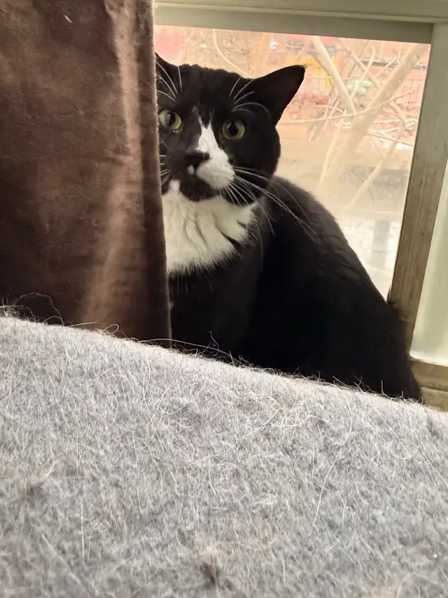 rehoming cats. TXT ONLY plz - Photo 2