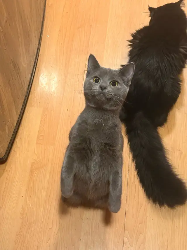 rehoming cats. TXT ONLY plz - Photo 3